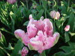 [Erna Lindgreen Pink DSCF3835.JPG]